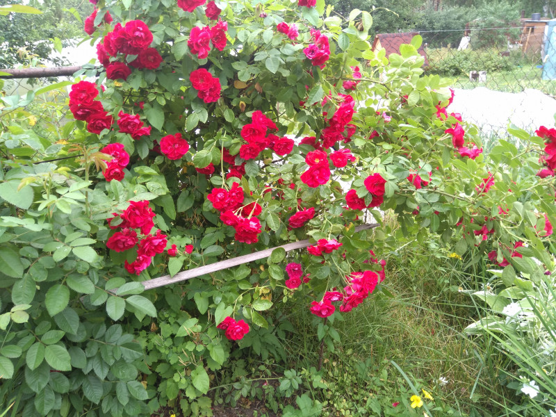 IMG_20200708_120922.jpg