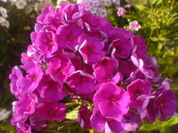 Ультар