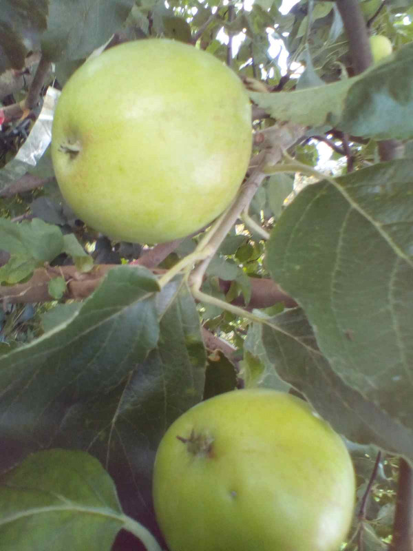 Sweet 16 2020 020.jpg