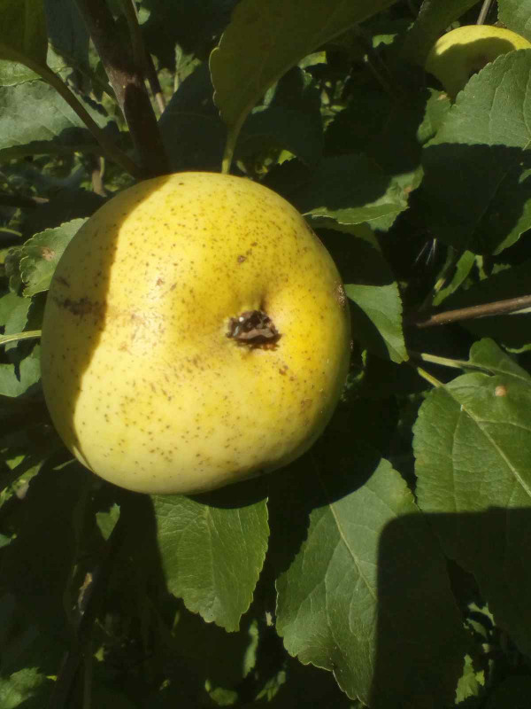 Народное 2020 003.jpg