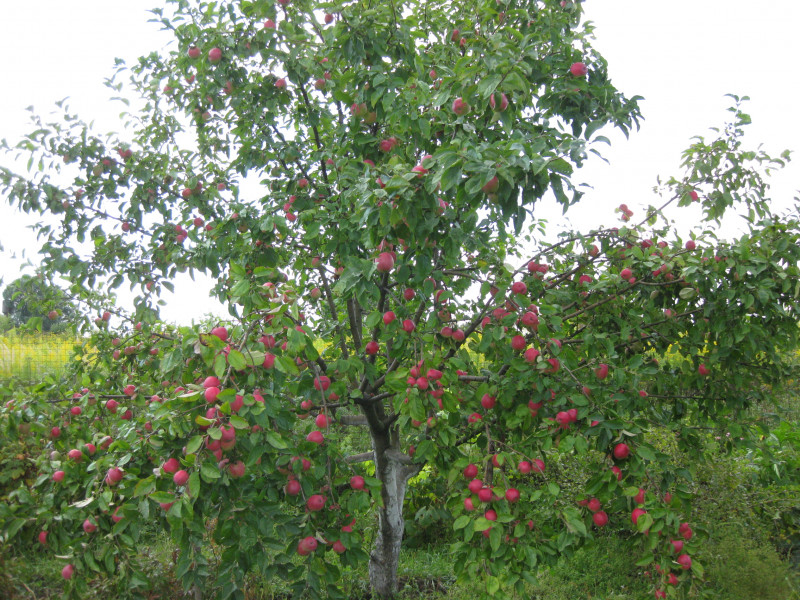 IMG_9555.JPG