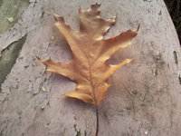 фотография.JPG