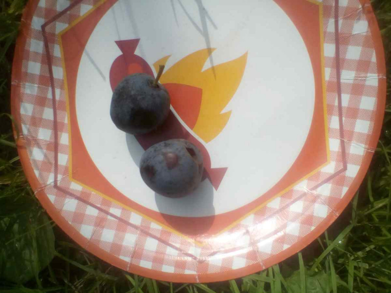 Опал 2020 001.jpg