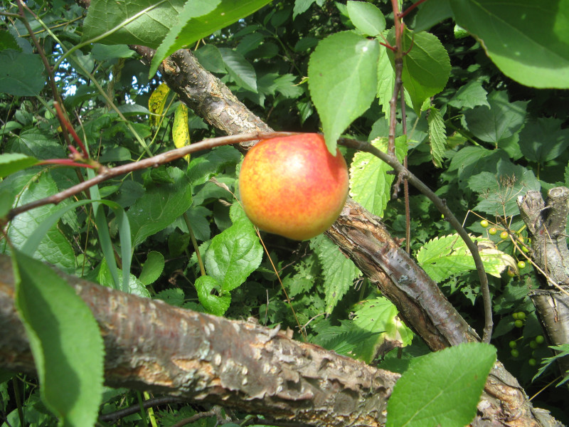 IMG_2155.JPG