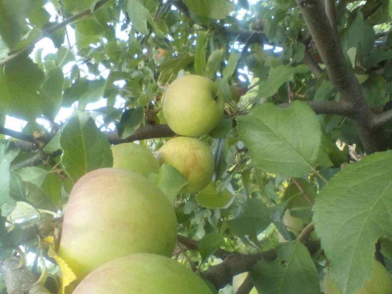 Фуджи 2020 002.jpg