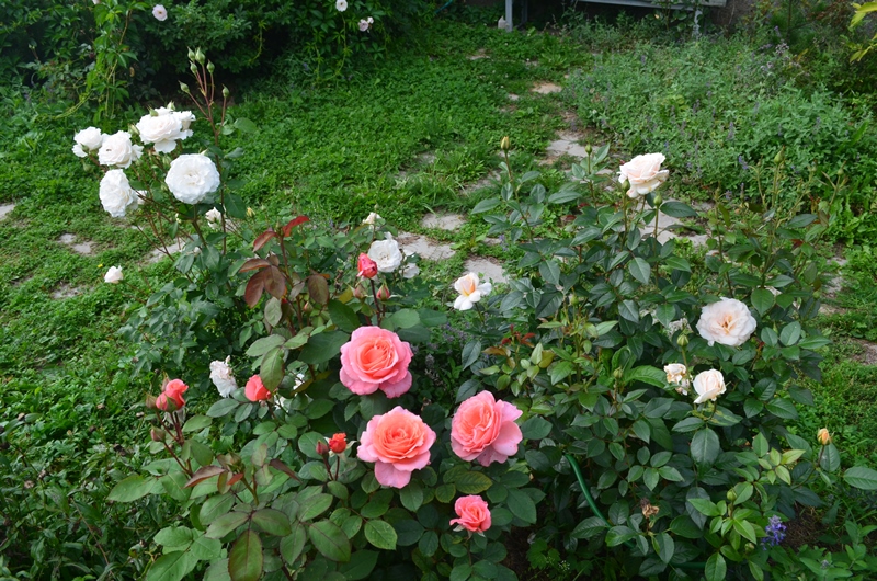 Institut Lumiere, Poustinia , Pride and Prejudice.jpg