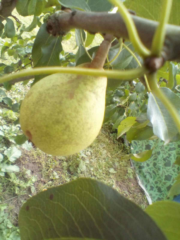 Любимица Клаппа 2020 009.jpg