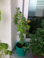 DSC_0082.JPG