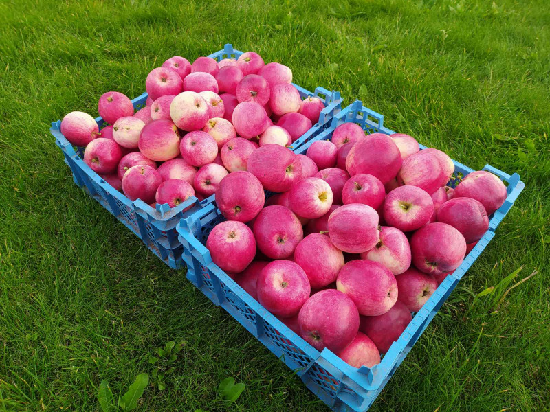 Афродита_2020-09-15.jpg