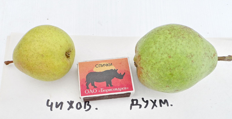 Чижовская vs Духмяная 2.JPG