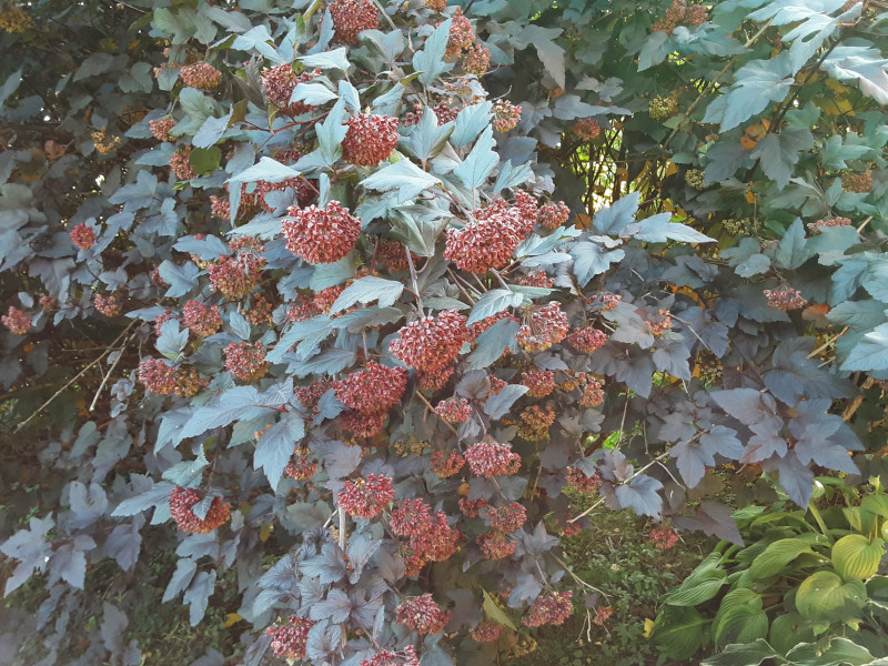 20200927_110128.jpg