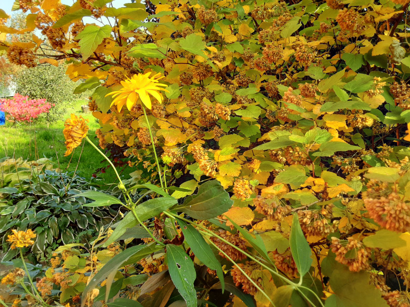 20200927_110215.jpg