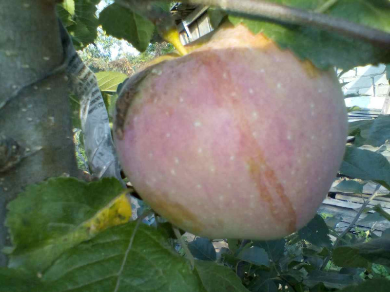 Флорина 2020  009.jpg