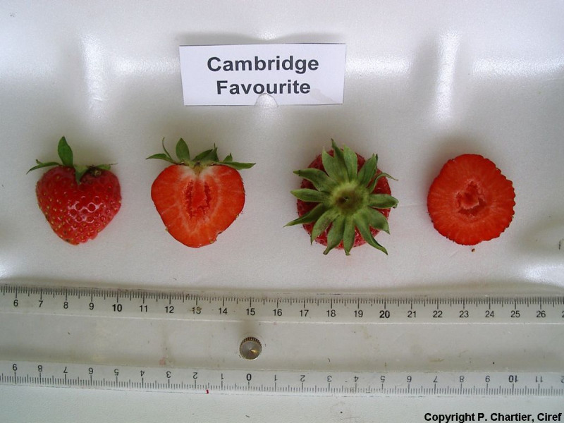 FRA207-Ciref-CambridgeFavourite-Fruit.jpg
