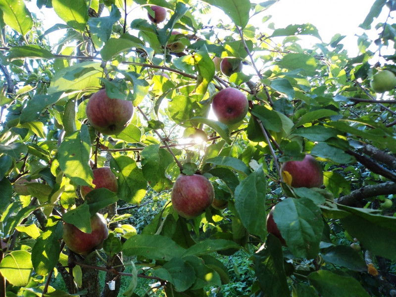 плодовые  культуры 034.jpg