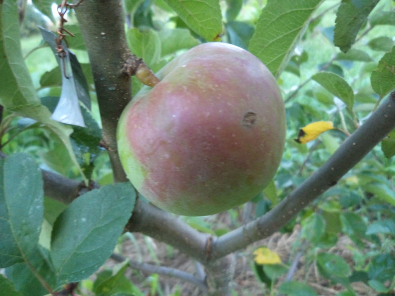 плодовые  культуры 054.jpg