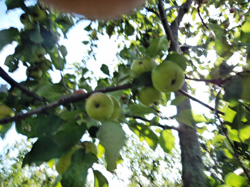 плодовые  культуры 060.jpg