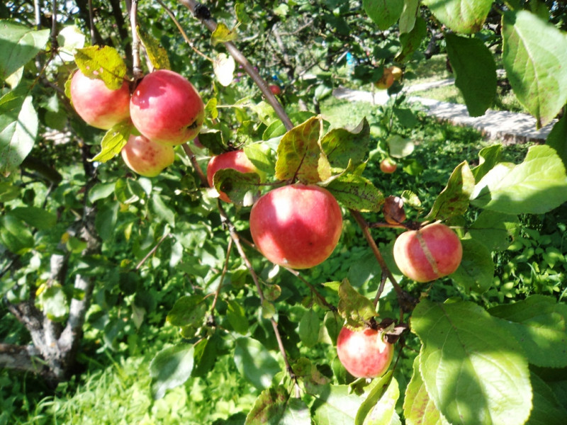 плодовые  культуры 063.jpg