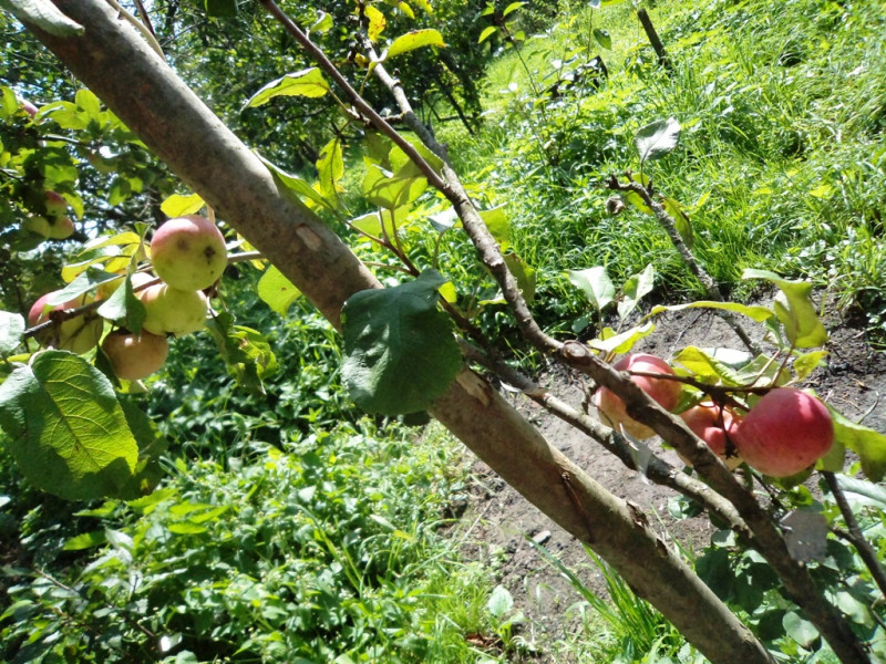 плодовые  культуры 075.jpg