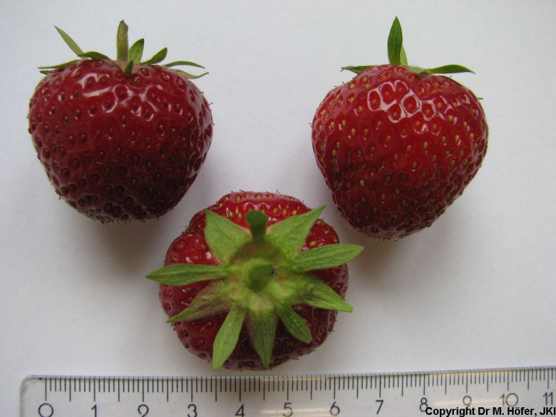 DEU451-JKI-Elsanta-Fruit1.jpg