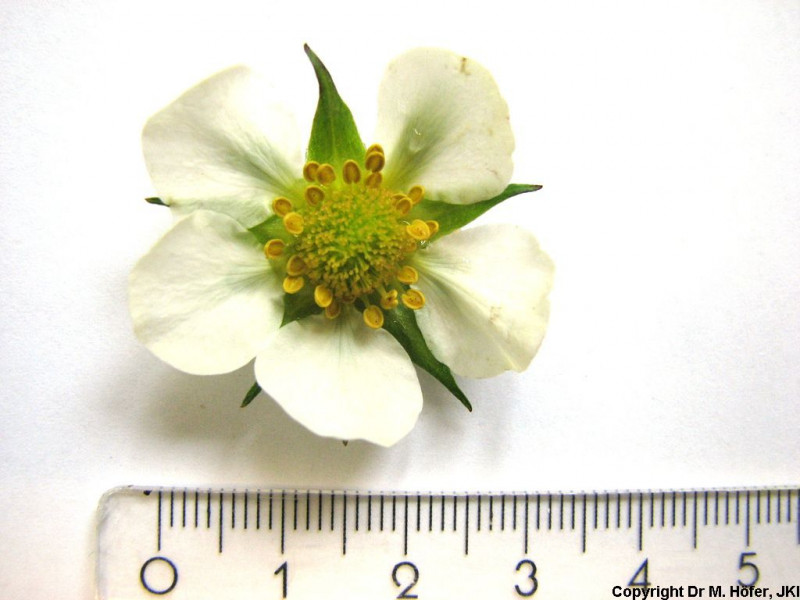 DEU451-JKI-Elsanta-Flower1.jpg