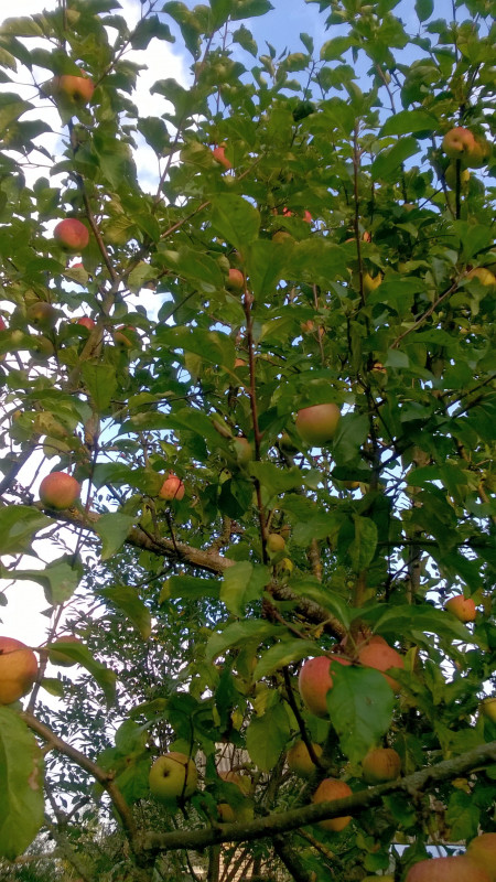 Пінова_20201005_17_10_52.jpg