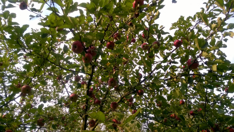 WP_20201005_17_05_27_Pro.jpg