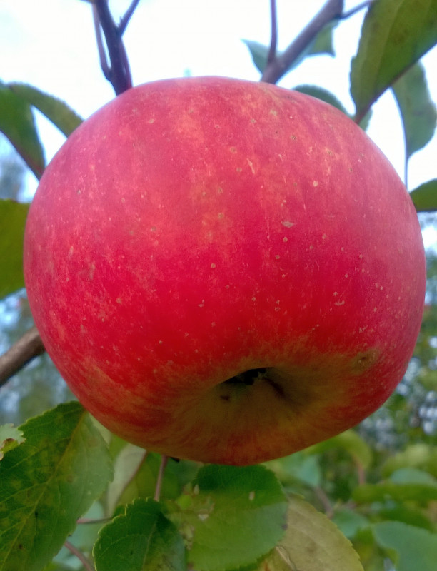 Фуджы_20201005_17_34_39.jpg