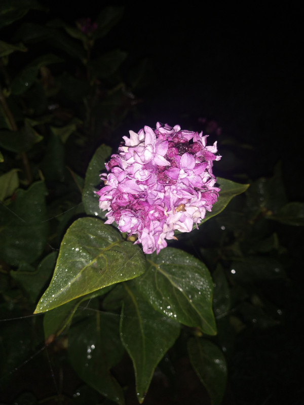 IMG_20201012_235956.jpg