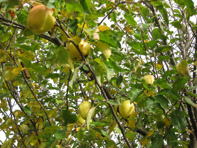 IMG_9785.JPG