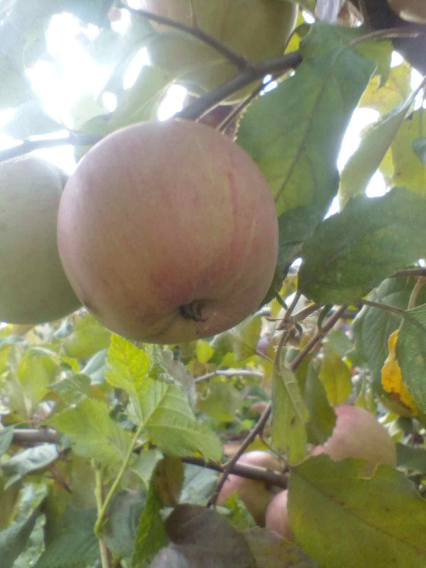 Фуджи 2020  017.jpg