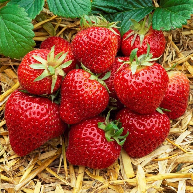 strawberry-hapil.jpg