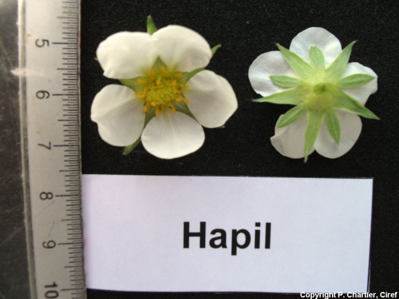 FRA207-Ciref-Hapil-Flower.jpg