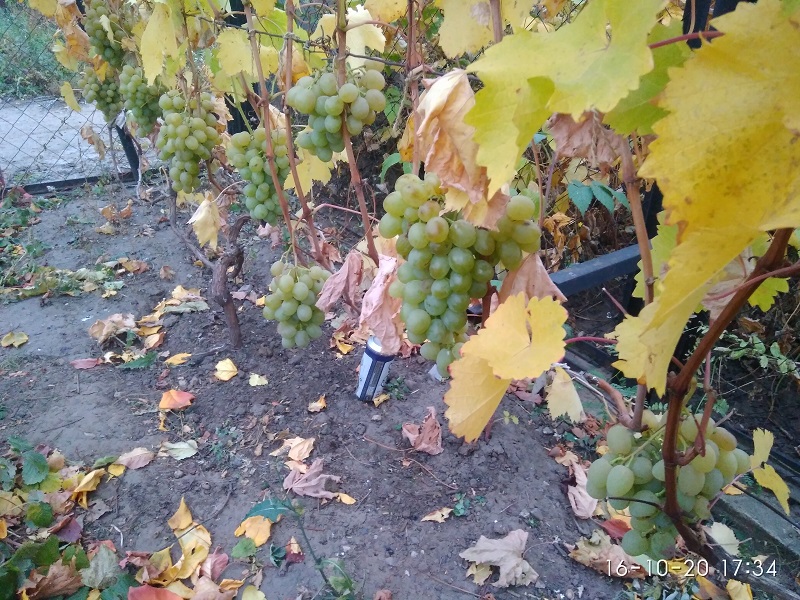 IMG_20201016_173408[1].jpg