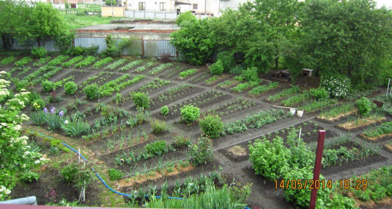 Ирина (Землеройка).jpg