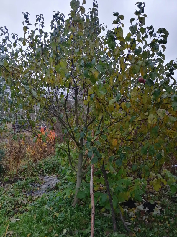 IMG_20201104_155734.jpg