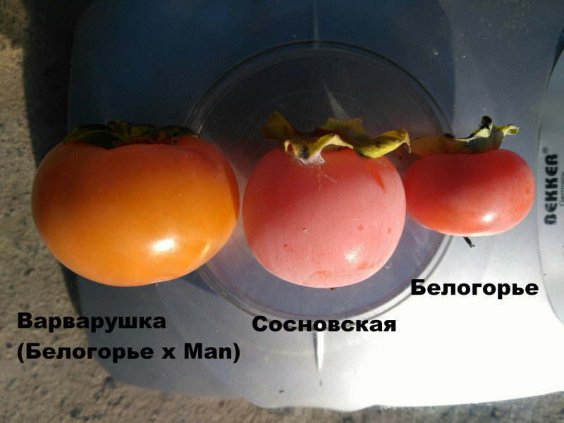 Сравнение сортов (Варварушка).jpg