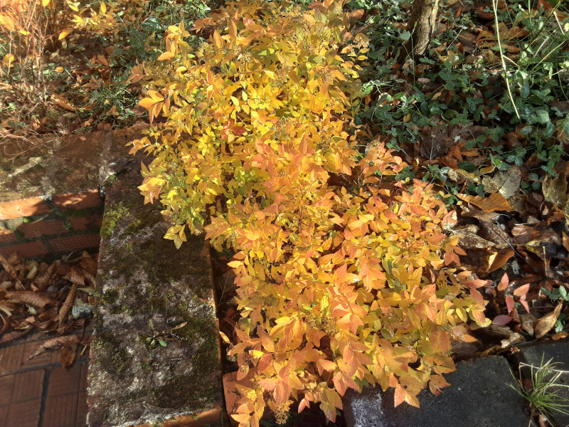 20201107_113425.jpg