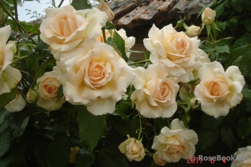 Chandos Beauty4.jpg