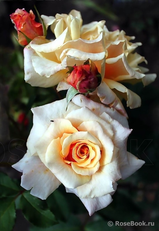 Caramella (KORkinteral, Caramel Fairy Tale, Reminiscence)2.jpg