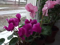 DSCF2989.jpg