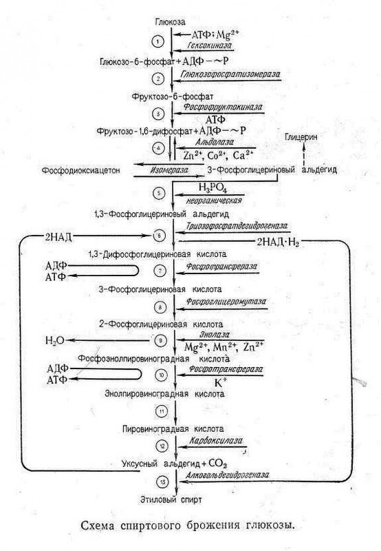Схема спиртового брожения глюкозы.jpg