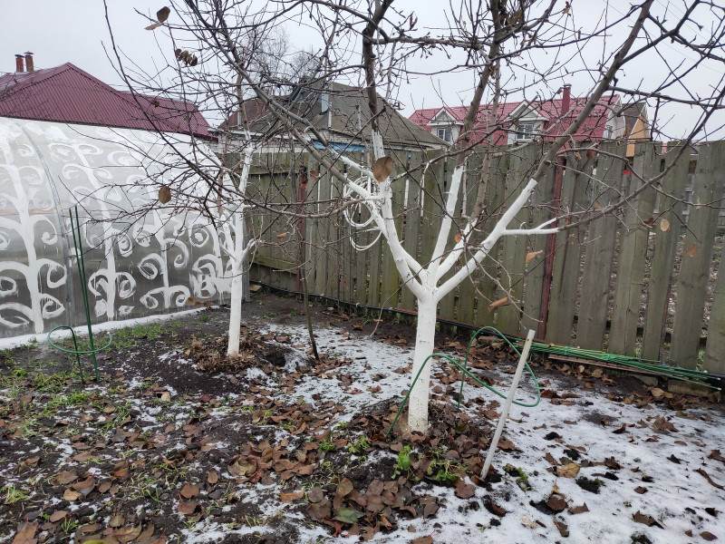 Соседские яблоньки в деревне. Фото от 28.11.2020. Соседка белила в первой декаде октября.