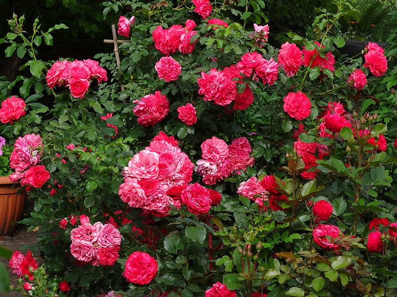 copDSC07151.jpg