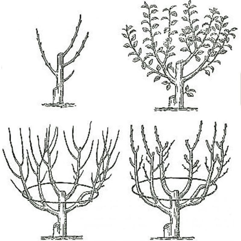 CHasheobrazna.jpg