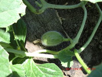 CIMG0827.JPG