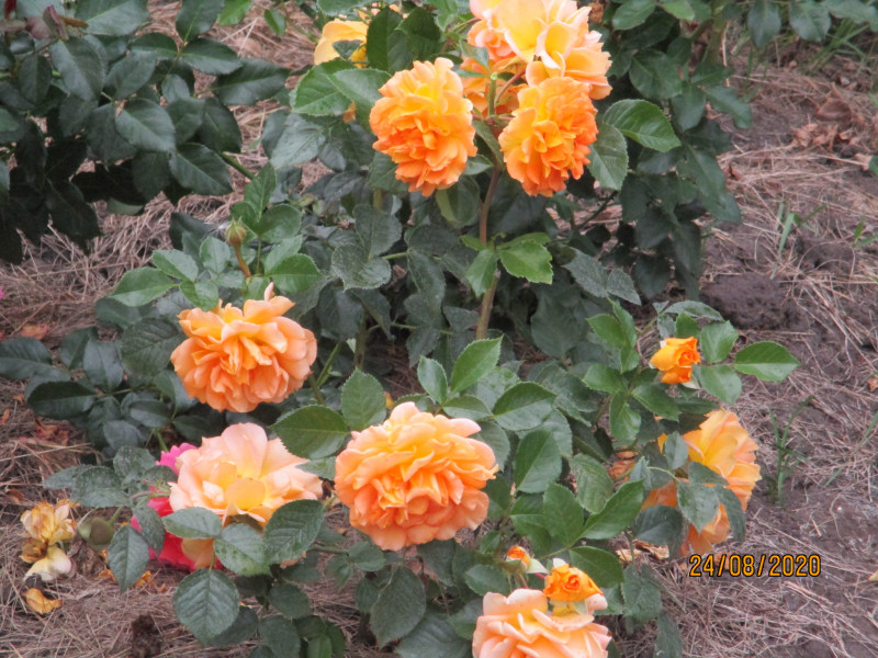 IMG_2464.JPG