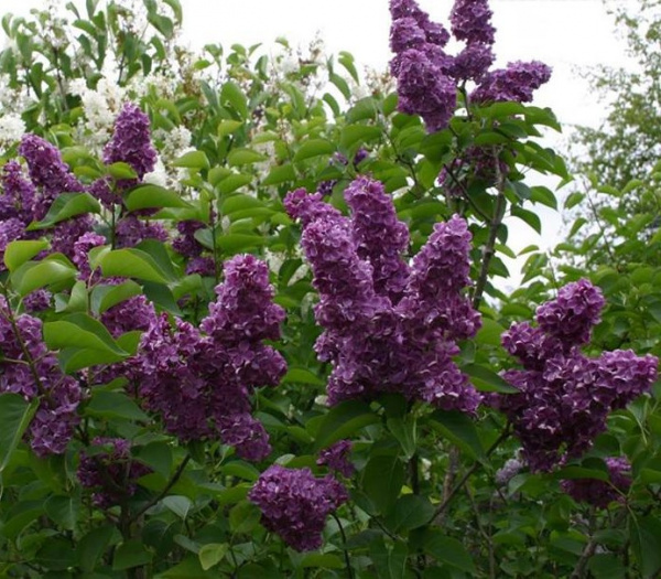 48f8b740_346c_11eb_bba0_00155d03dc4f_6f20d97c_346c_11eb_bba0_00155d03dc4f.resize1.jpg