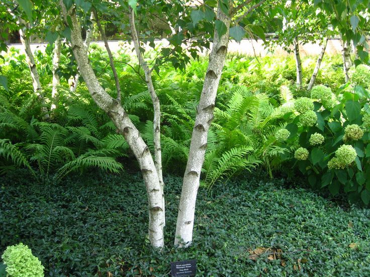cc163b743ee51e7ad53739432b95eea7--rain-garden-garden-trees.jpg