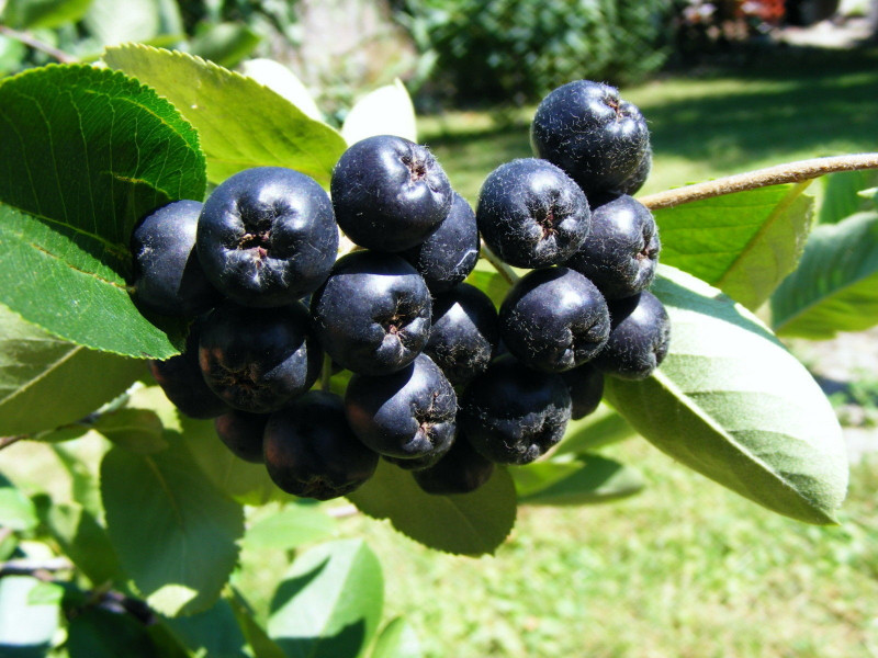 04ба_Chokeberry_-__Viking__-_Aronia_melanocarpa-01.jpg